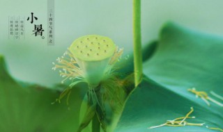 小暑是伏天吗（小暑是伏天吗还是秋天）