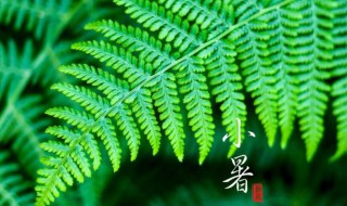 小暑大暑哪个热 小暑大暑处暑哪个最热