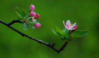 海棠开花后怎么处理?（海棠开花后怎么处理好）
