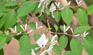 金银花枯黄落叶了怎么办?（金银花掉叶枯黄）