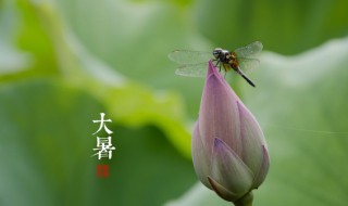 大暑是最热的时候吗（大暑是最热的时候吗过后还要热多久）