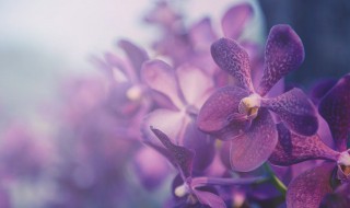 野生兰花怎么在家养才能开花?（野生兰花怎么在家养才能开花）
