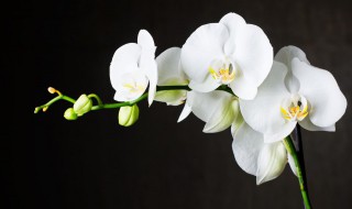 兰花发新芽怎么养护? 兰花发新芽怎么养护好