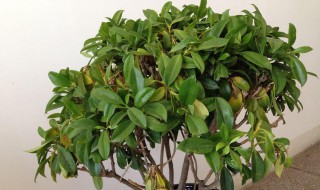 非洲茉莉怎么养才能更旺盛?（非洲茉莉怎么养才能更旺盛一些）