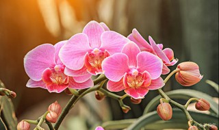 兰花怎样养护才能长出花蕾?（兰花长出花苞后如何养护）