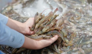 活虾怎么保存半天不死? 活虾存放半天