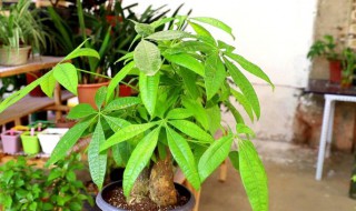 发财树怎么养护最好?（发财树怎么养护最好,开红花的树）
