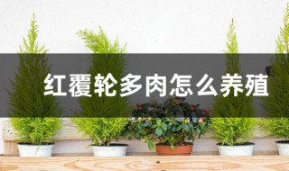 红覆轮多肉怎么养殖?（红覆轮多肉图片）