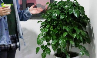室内幸福树怎么养才能更旺盛? 室内幸福树怎么养才能更旺盛视频