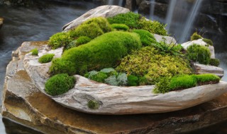 盆景青苔怎么培养?（盆景青苔怎么培养出来的）