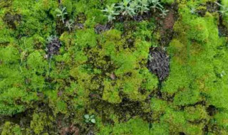 青苔怎么养才茂盛? 青苔怎么养才茂盛视频
