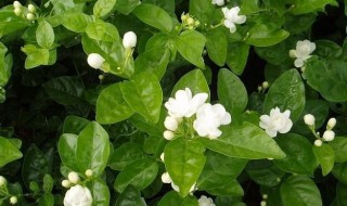 茉莉花怎么养才长得好? 茉莉花怎么养才长得好
