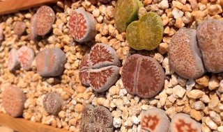 生石花夏天怎么养护?（生石花夏天怎么养护和浇水）