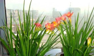 香雪兰花谢后怎么养护?（香雪兰花谢后怎么养护和浇水）