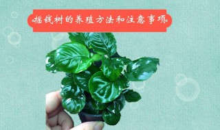 养摇钱树需要注意哪些?（家里适合养摇钱树吗）