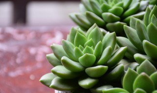 多肉植物怎么养胖? 多肉植物怎么长胖