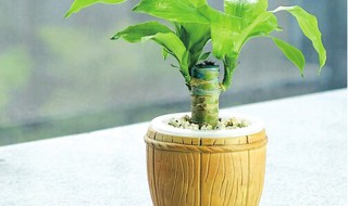 怎么养殖巴西木?（怎么养殖巴西木多长时间发芽）