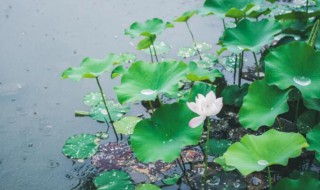 大暑节气里的那些气象 大暑节气气候特征