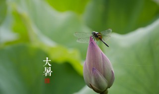 节气大暑是什么意思? 大暑是啥节气