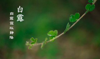 二十四节气白露是什么意思（白露是二十四节气吗）