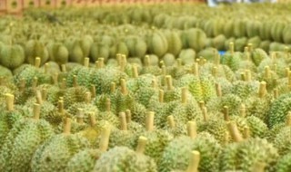中国的榴莲之乡在哪里（中国产榴莲的地方在哪里）