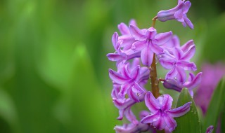 淡紫色风信子花语代表着什么（深紫色风信子花语）