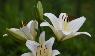 西伯利亚百合花语是什么（西伯利亚百合花花语）