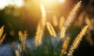 狗舌草的生日花语是什么 鸭舌草的花语