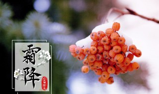 24节气霜降应该吃什么（有关24节气霜降的知识）