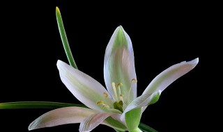 伯利恒之星的花语及含义是什么 伯利恒之星花语是什么意思