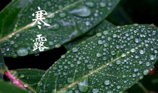 寒露有什么吉祥寓意以及含义是什么（寒露的谚语和寓意）