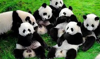 成都大熊猫繁育研究基地介绍 成都大熊猫繁育研究基地介绍牌 成都大熊猫繁育研究基地介绍 成都大熊猫繁育研究基地介绍牌