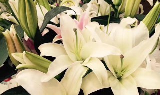 梦见买花是什么意思 梦见买花带花盆