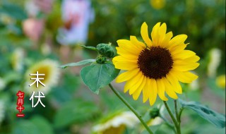 在三伏天吃什么比较好呢（三伏天吃些什么好）