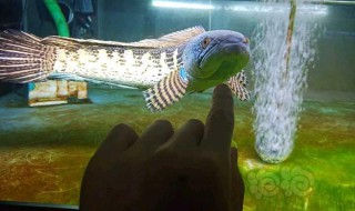 养雷龙鱼需要注意什么 养雷龙鱼需要注意什么细节