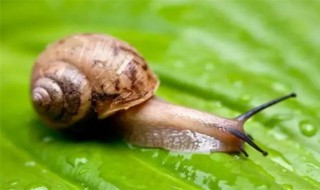 蜗牛的两对触角分别有什么作用（蜗牛的两对触角分别有什么作用和功能）