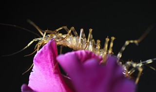 杀蚰蜒小妙招（杀死蚰蜒的方法）