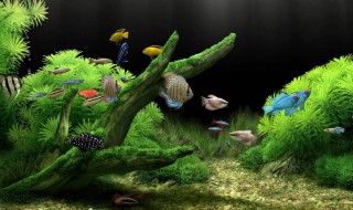 鱼缸黄水的原因和处理方法（鱼缸黄水的解决办法）