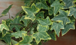 卫生间养什么植物除臭 卫生间化煞最厉害的植物