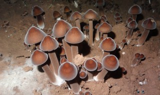 黑鸡枞菌种植方法 黑鸡枞菌种植方法视频