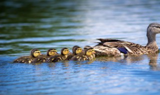 街上买的小鸭子为什么容易死（小鸭子怎么养成活率才大）