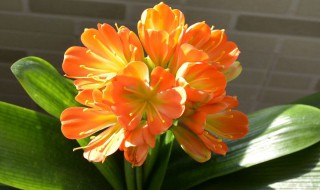 君子兰花怎么养（君子兰不开花怎么办才能让它开花）