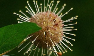 水杨梅怎么养 水杨梅的养殖方法和注意事项