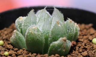 玉露多肉植物怎么养（蓝色玉露多肉植物怎么养）