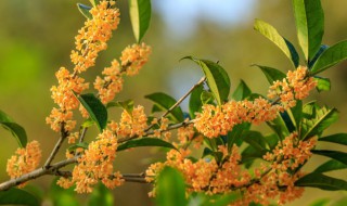 桂花树怎么修剪才好看 桂花树太高怎么截