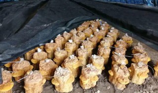 在家怎么种桑黄 在家怎么种桑黄树
