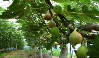 无花果树春季怎样修剪 无花果树春季怎样修剪视频