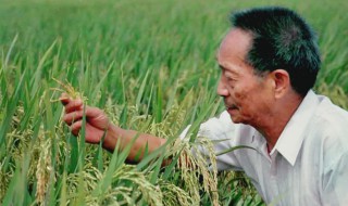 袁隆平生平简介（袁隆平生平简介英文）