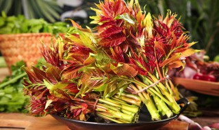 香椿芽怎样保存最新鲜（香椿芽怎样保存好）