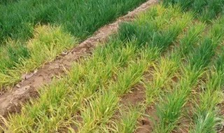 小麦打除草剂发黄叶子发干怎么办 小麦打除草剂发黄叶子发干怎么办视频